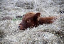 Learn about Irish Dexter cattle