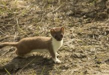 Weasels: Tiny but mighty