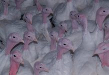 Bird flu found in Indiana turkey flock bird flu avian influenza