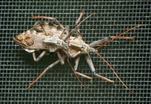 Wheel bug: Assassin bug in the garden