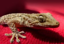 Geckos: unwelcome intruders at our Florida cottage