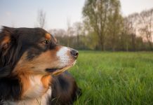 Always trust a dog’s instincts