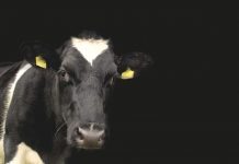 Balancing income, expenses challenges dairymen