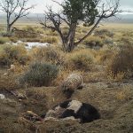 Badger caught dragging, burying calf carcass