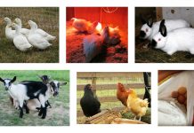 Homestead bill introduced to the Ohio Legislature