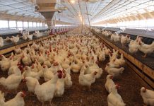 Avian influenza reaches Michigan and Delaware Poultry barn