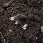 How to get rid of moles mole