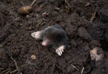 How to get rid of moles mole
