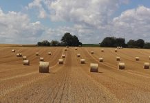 Fertilizing forages, pastures improves growth