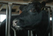 Pennsylvania bull sale grosses more than $350,000