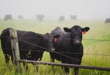 How to choose the right fence for your farm