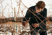 Researchers unlock genetic clues to help grapes survive winter grapes winter Cornell
