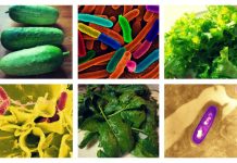 Food safety starts on the farm