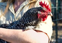 Have you considered studying abroad? chicken