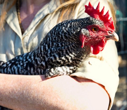 Have you considered studying abroad? chicken