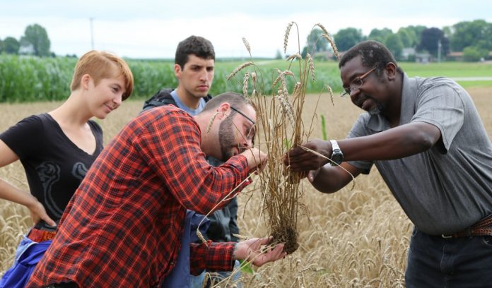 OSU plant pathology