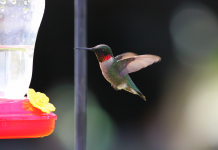 How to attract hummingbirds at home