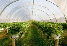 Ohio State ATI launches greenhouse program