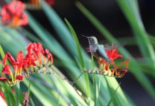 How to plant a hummingbird garden