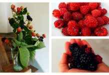 Grow your own backyard berries