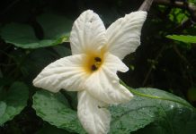 Bee research aided by citizen scientists