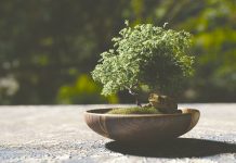 Sharing the journey of the bonsai tree bonsai