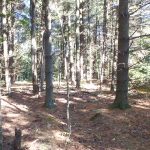 USDA offers EQIP funds for private woodlands