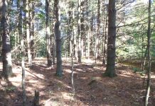 USDA offers EQIP funds for private woodlands