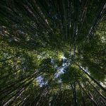 Apply now for forestry camp