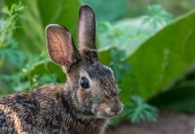 How to establish a wildlife food plot