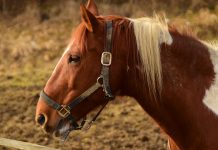 EEE virus found in horse in Ashtabula County, Ohio horse