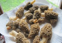 The morel of the story morels