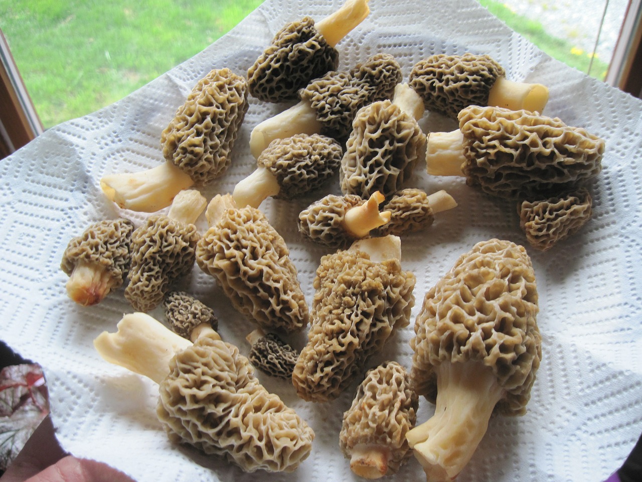 morels