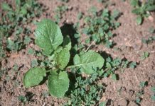 Managing weeds in seedling alfalfa