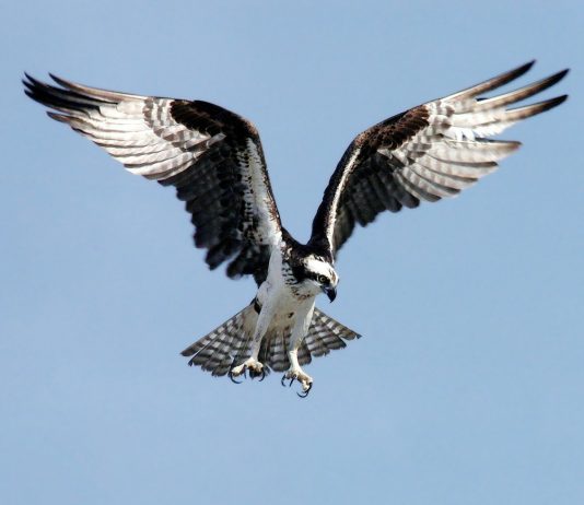 Cape May in spring is ideal birding time osprey