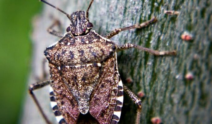 stink bug, stinkbug, Ohio, soybeans,