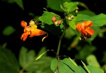 Spotted jewelweed has benefits Spotted jewelweed plant.