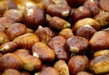 Experts say chestnut rescue will slowly succeed