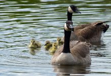 Geese can degrade water quality canada geese