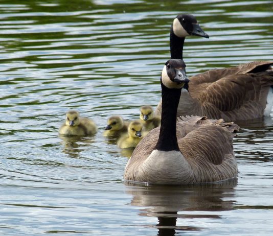 Geese can degrade water quality canada geese