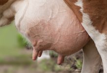Winter udder care and mastitis prevention udder