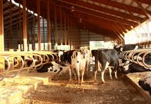 DFA to stop marketing independent farms’ milk DFA DMS no longer takign independent producer milk