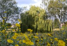 Admiring the perfect climbing tree