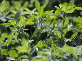 Maximizing alfalfa yields starts at planting alfalfa
