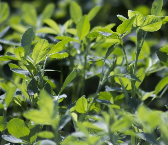 Maximizing alfalfa yields starts at planting alfalfa