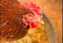 Poultry farmers should always be prepared for avian flu Chicken