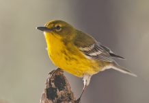 How to identify warblers this season
