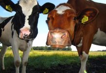 How to identify common breeds of dairy cattle