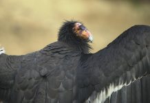 Watch a California condor nest up close
