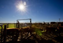 Updated beef cow courses available online